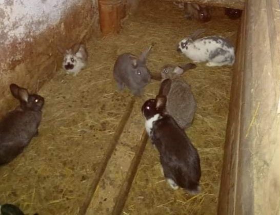 Mega króliki Żywe, Tuszki świeże Duże do 7kg