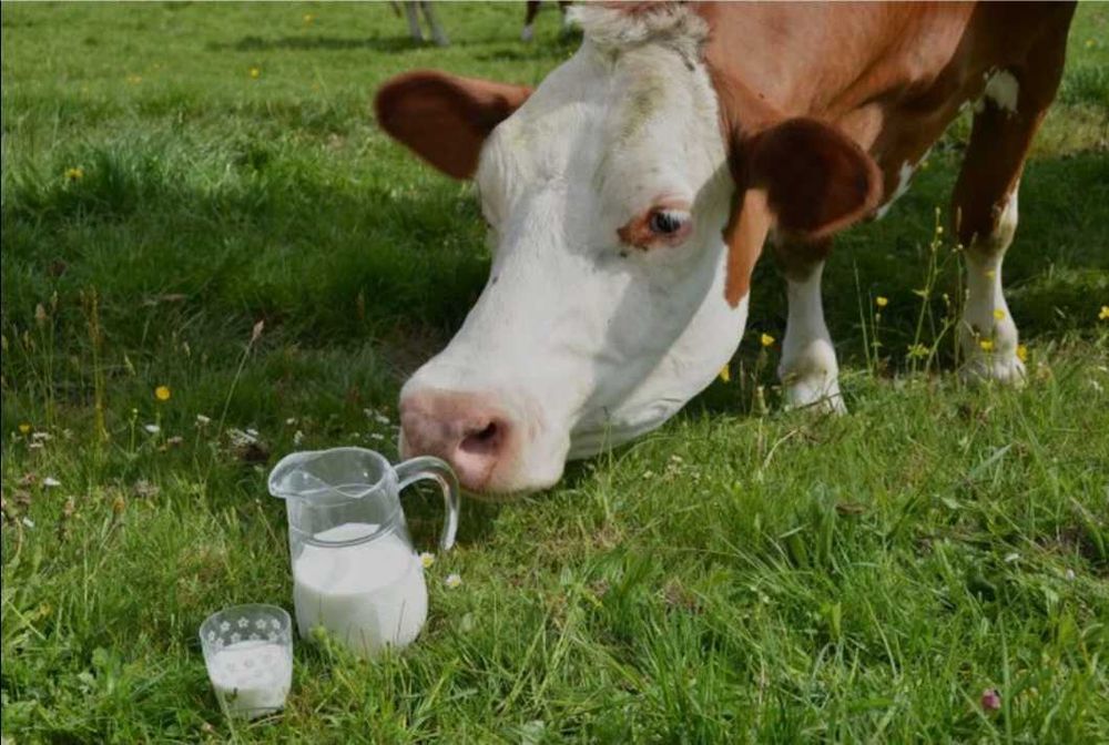 Mleko krowie mało i ser