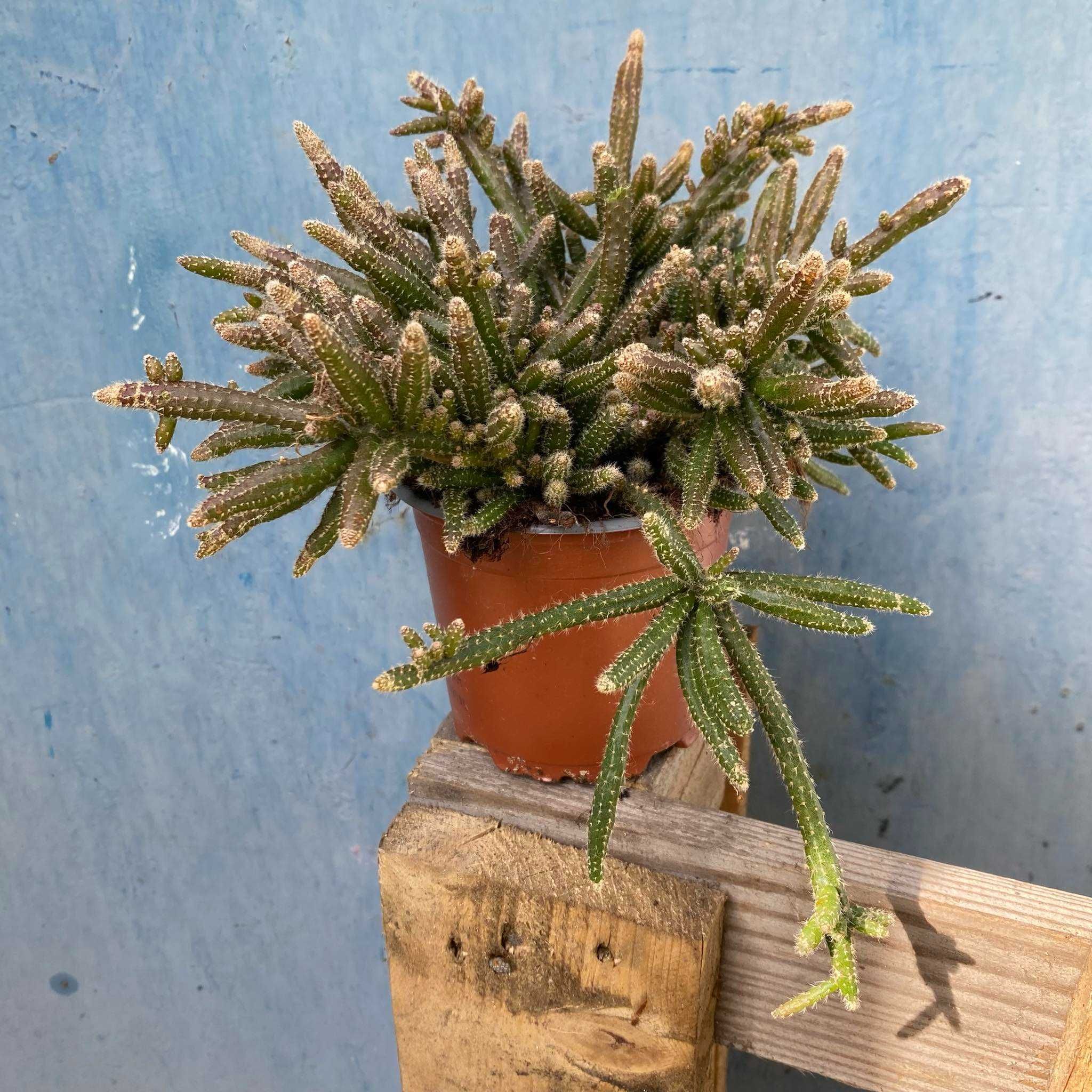 Rhipsalis Horrida patyczak