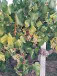 Vendo uvas brancas e tintas para vinho boa qualidade