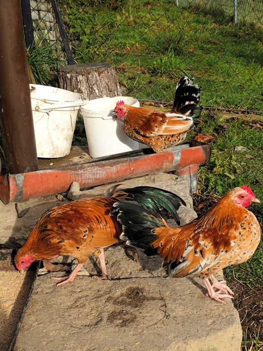 Liliput liliputy koguty