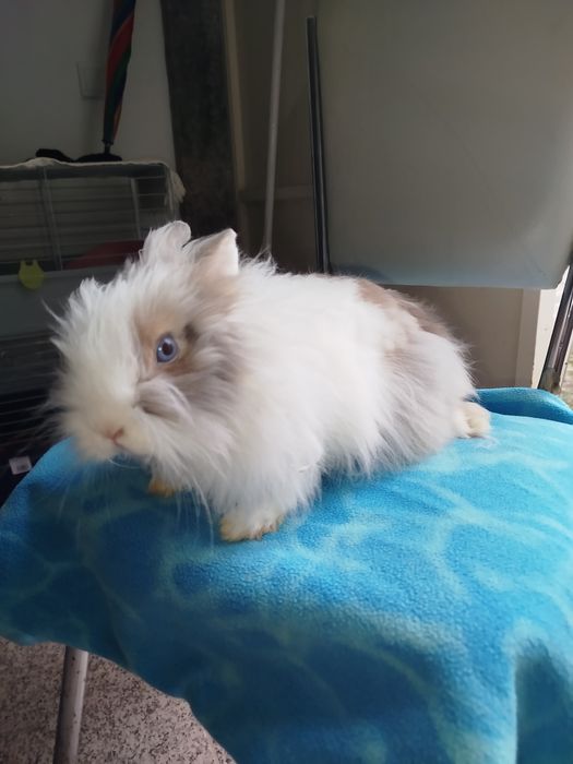 Coelhinha com parque