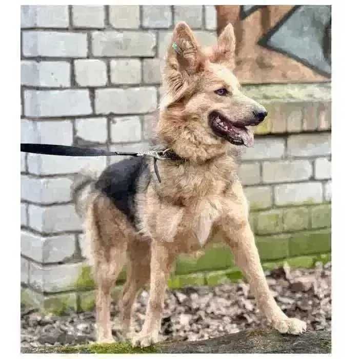 Ириска, активная собака