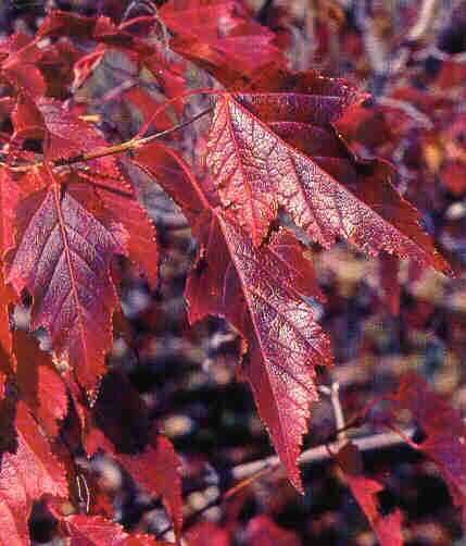 Klon ginnala MIODODAJNY sadzonki 70cm