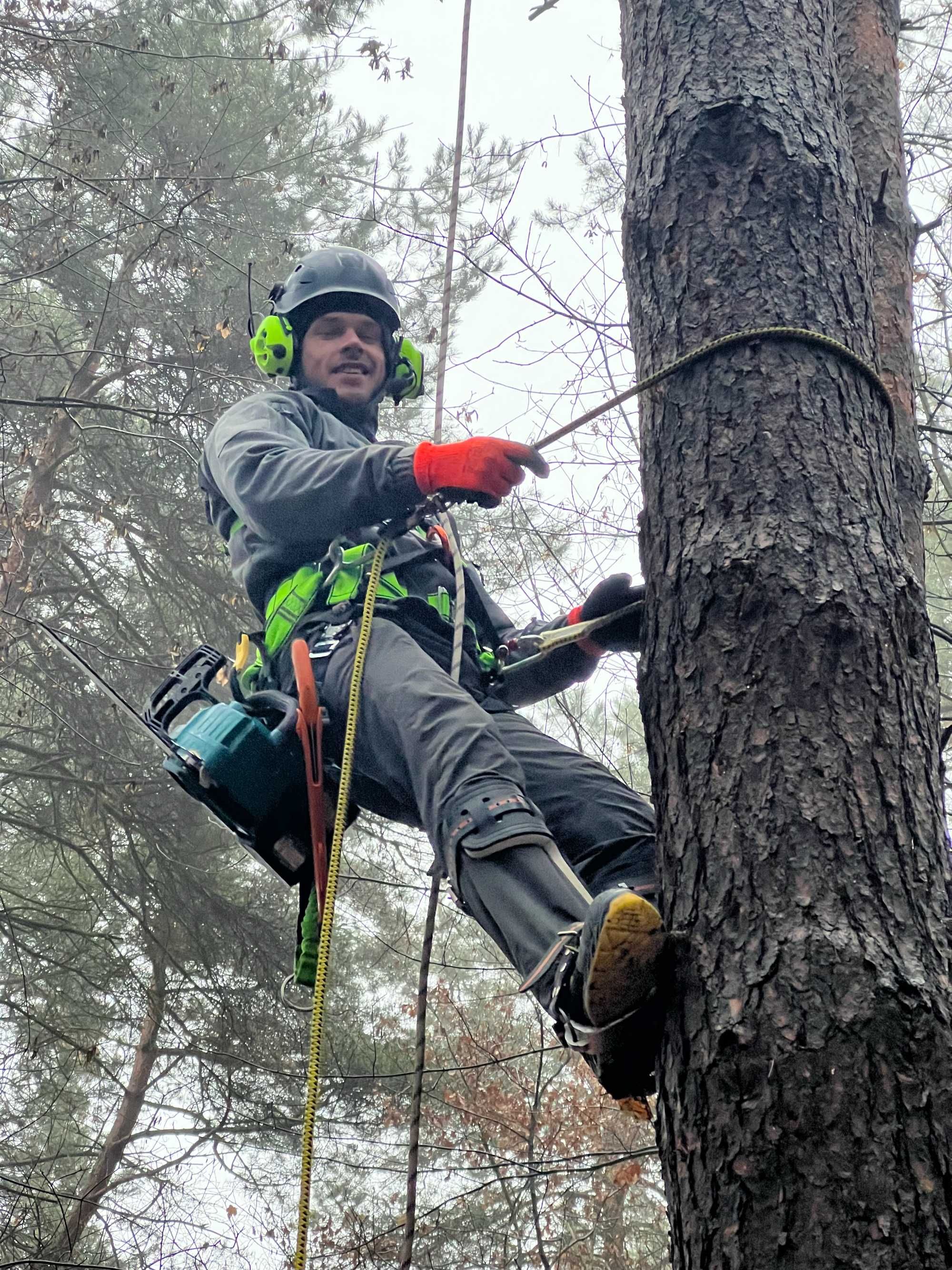 Arborystyka Usuwanie drzew metodą alpinistyczną Wycinka trudnych drzew