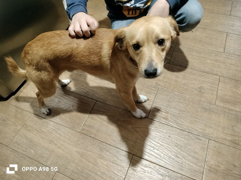 Dou para adoção responsável um menino com  1 ano, tem vacinas em dia