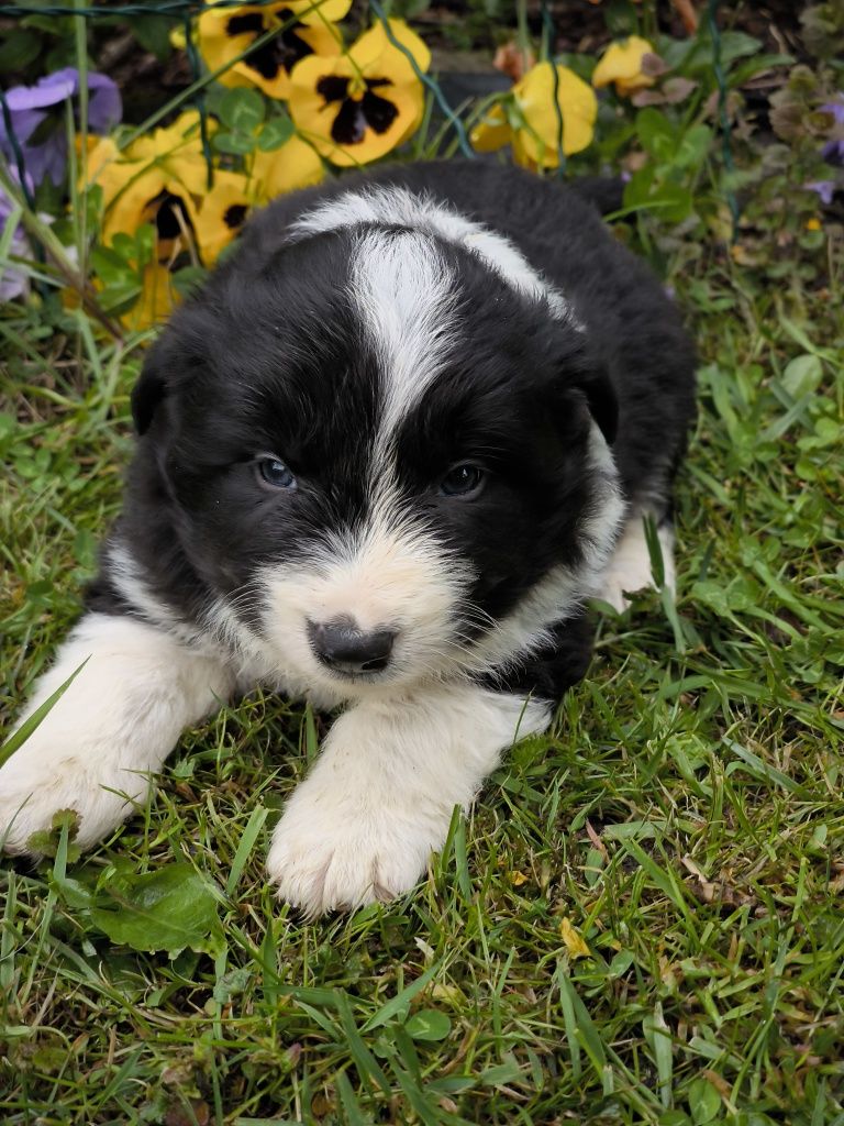 Border collie ZKWP FCI piesek