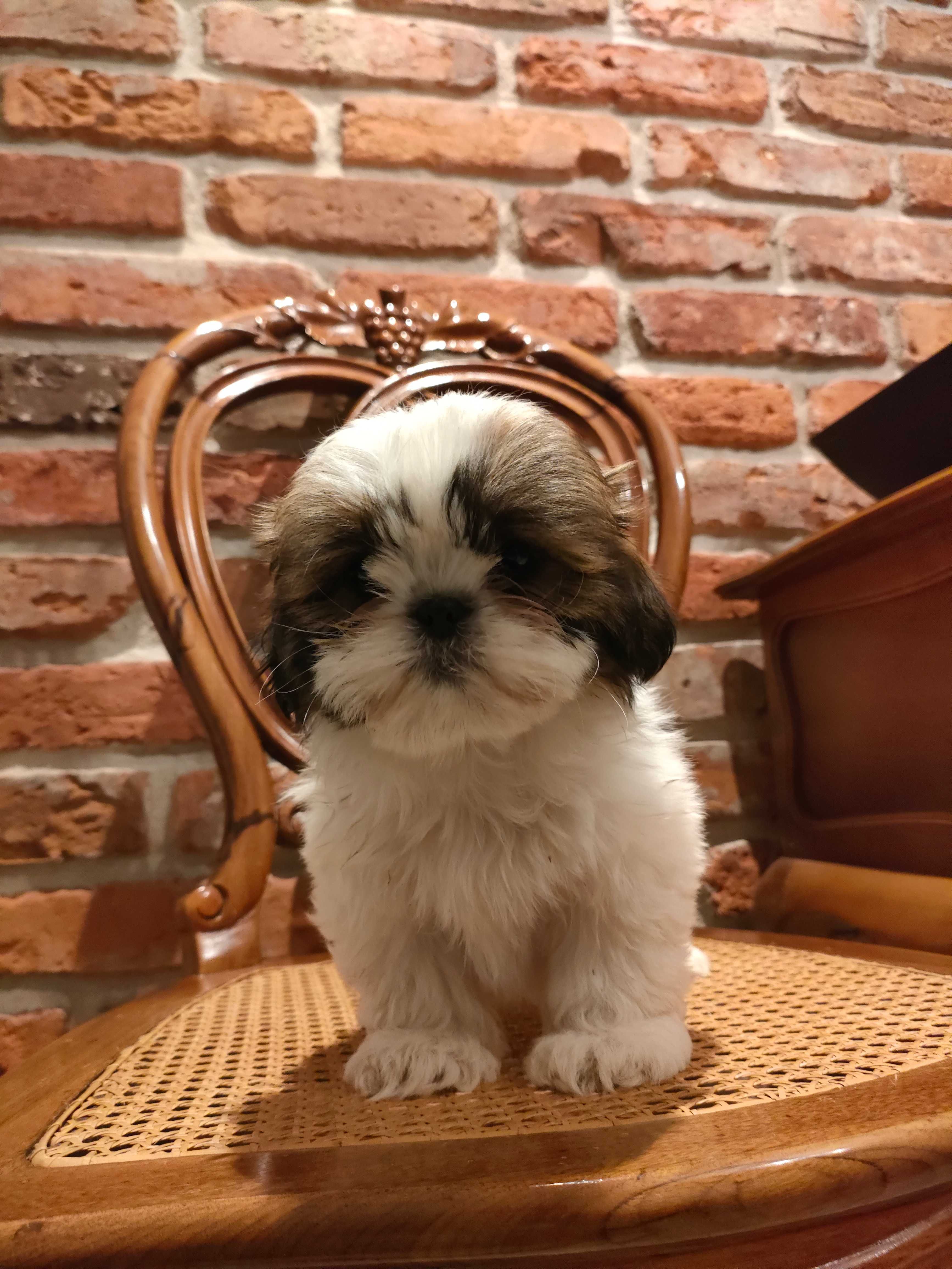 Shihtzu śliczny piesek