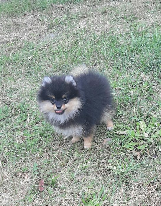 ONA szpic miniaturowy pomeranian