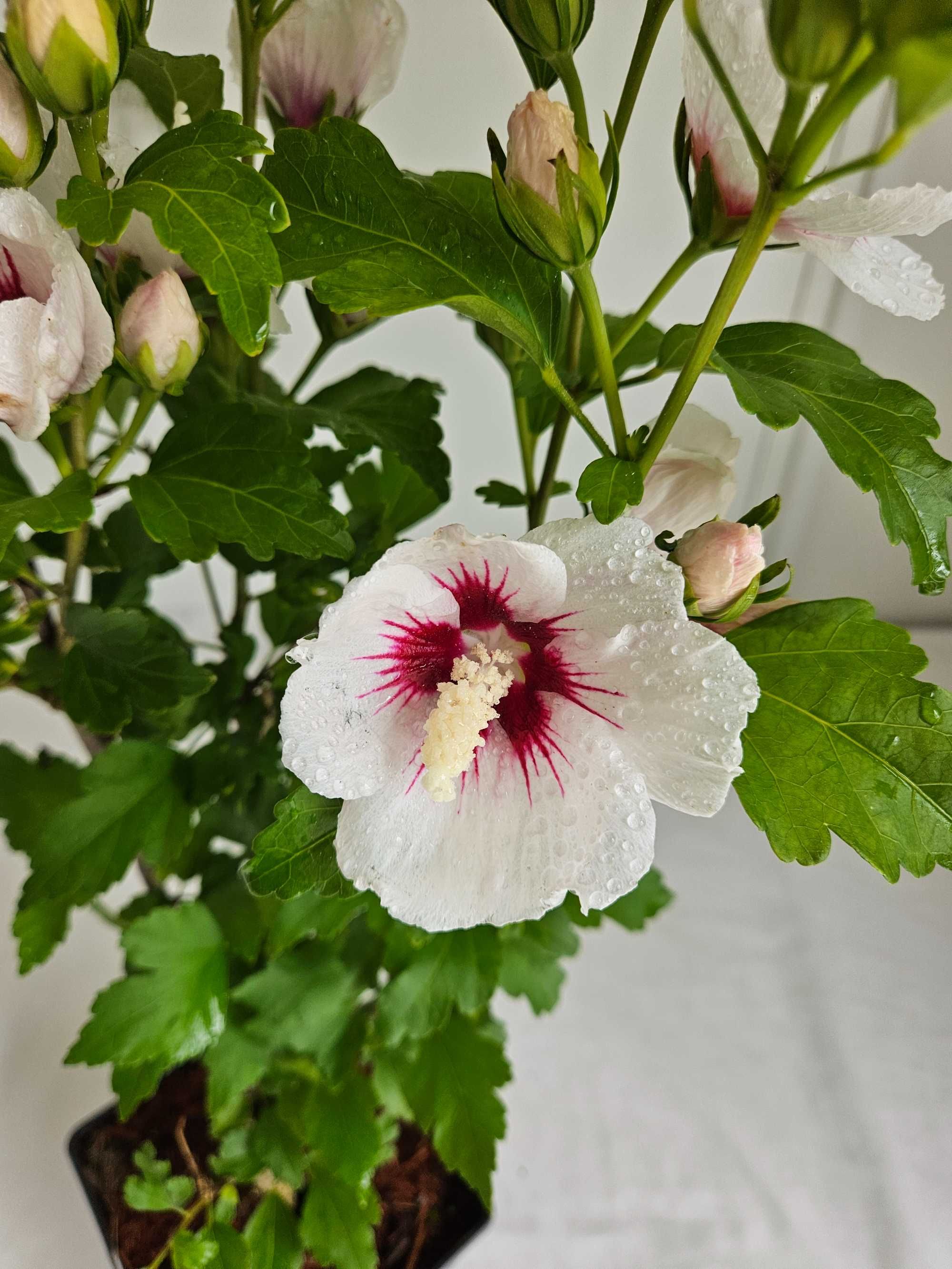 Hibiskus Red Heart 60cm – biały krzew z czerwonym środkiem C3
