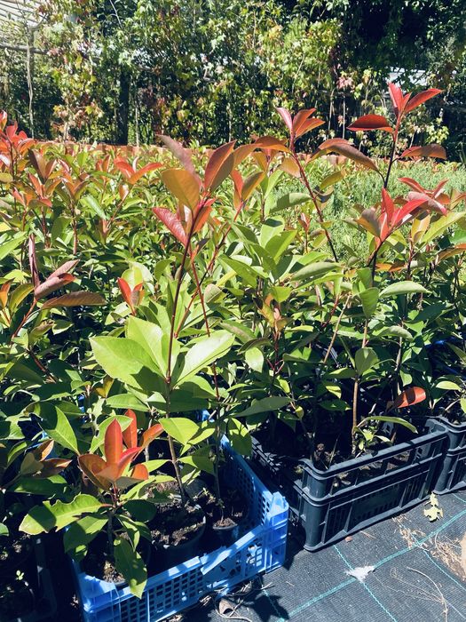 Photinias red robin para sebes