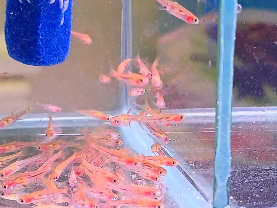 Razbora Borneańska Brigittae