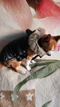 Курточка  жилет для собаки весом 2,5-3 кг