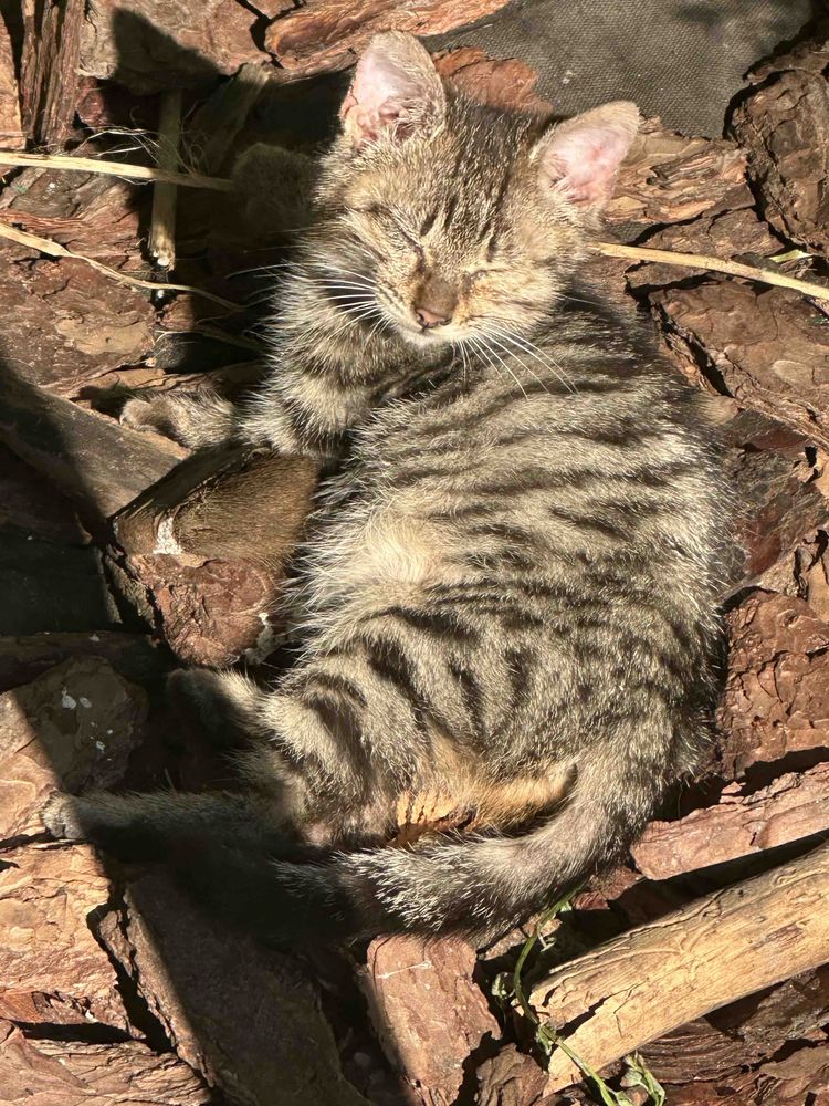 Котики дівчатка у добрі руки