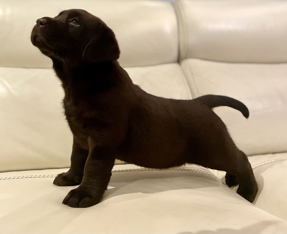 Labrador Retriver szczeniak czekoladowy suczka