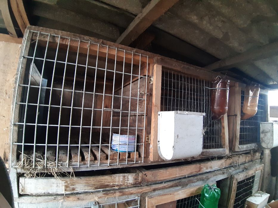 Клітки для кролів