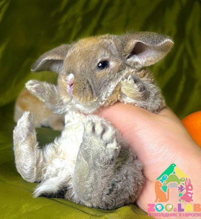 Гіпоаллергенні Нідерландські висловухі карлики, кролик карликовий