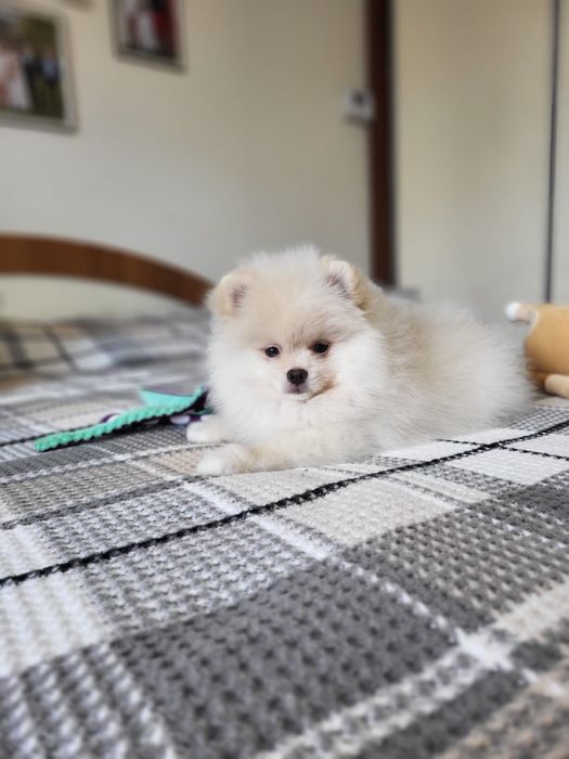 Szpic miniaturowy pomeranian