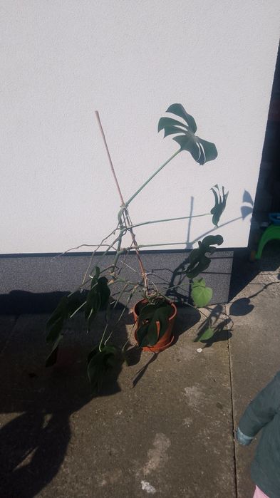 Monstera z własnej uprawy