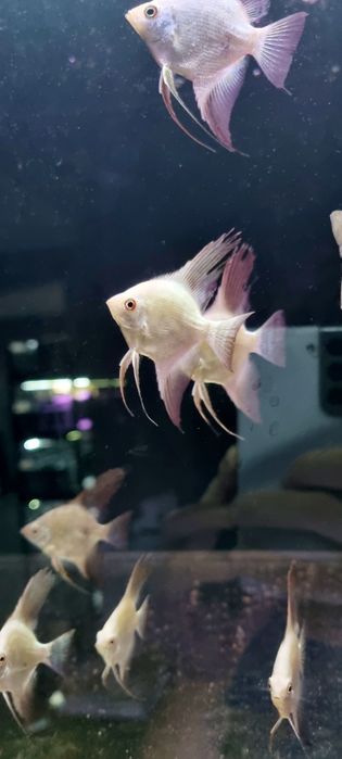 Skalar bulgarian green