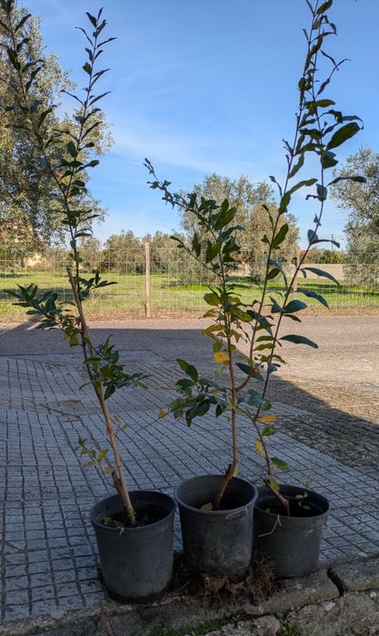 Romanzeiras sem grainha