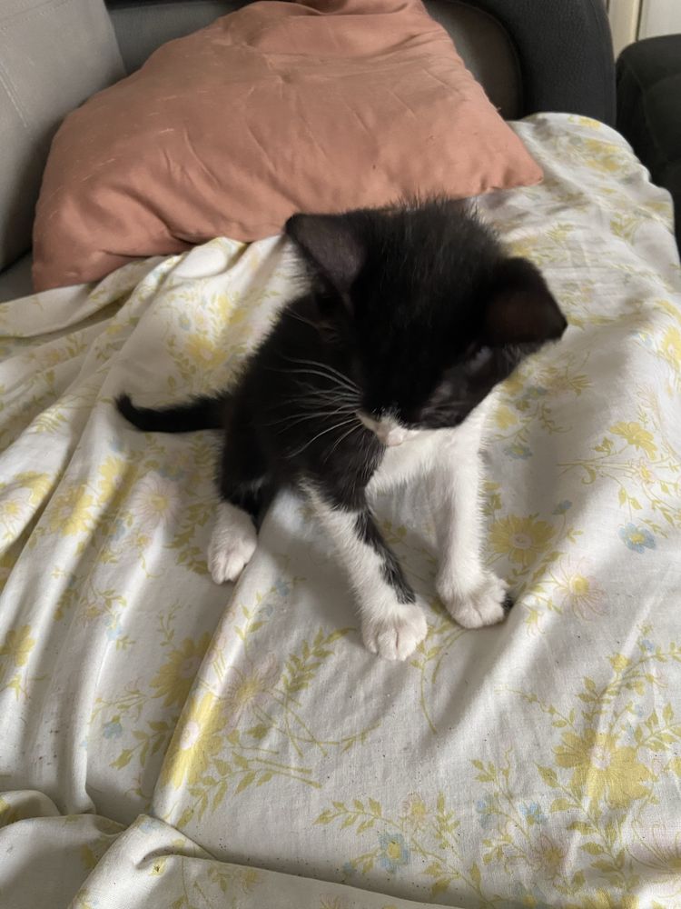 Gatinhos para adoção