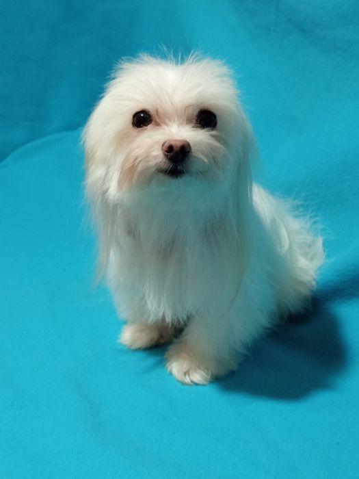 Мальтійська болонка, гарненька  дівчинка