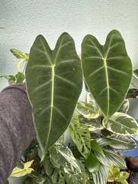 Alocasias baby de diferentes especies e Monstera Adansonii