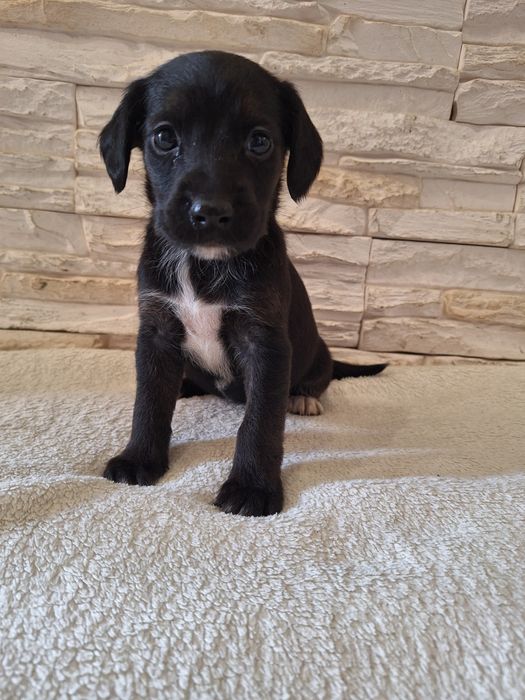 Suczka Cocker Spaniela z kundelkiem