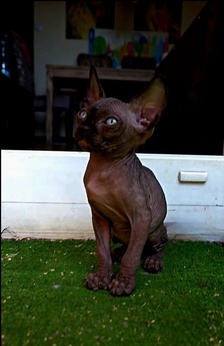 Przesliczna kociczka Koteczka sfinks,piękne oczka  kot sphynx