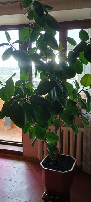 Фікус робуста (190 см)