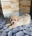 Maltipoo. Chłopczyk Mario. Badania.