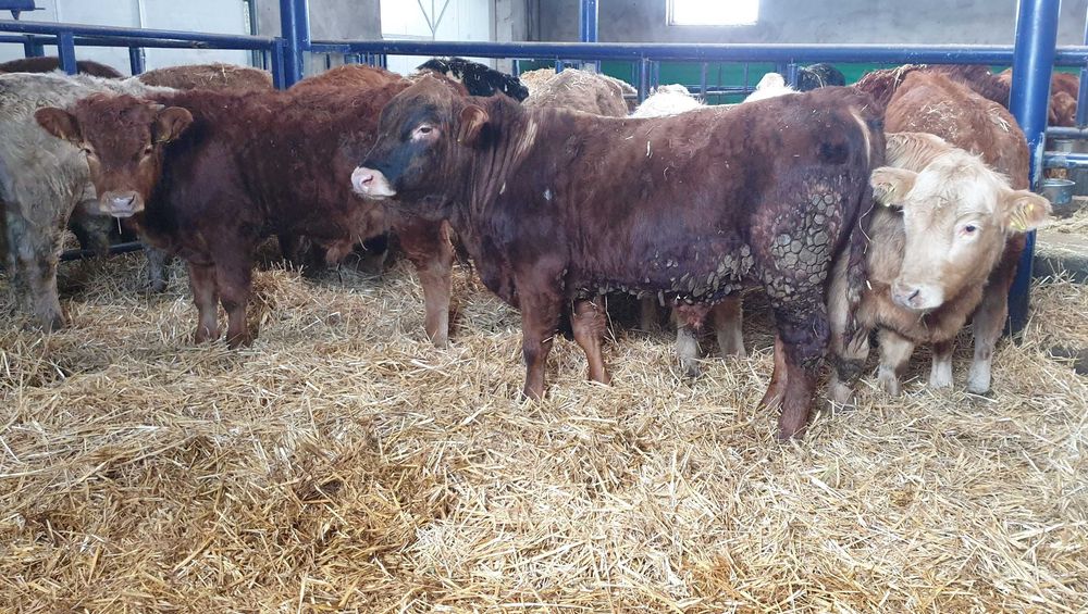 byczki byki odsady odsadki Limousin Charolais Hereford