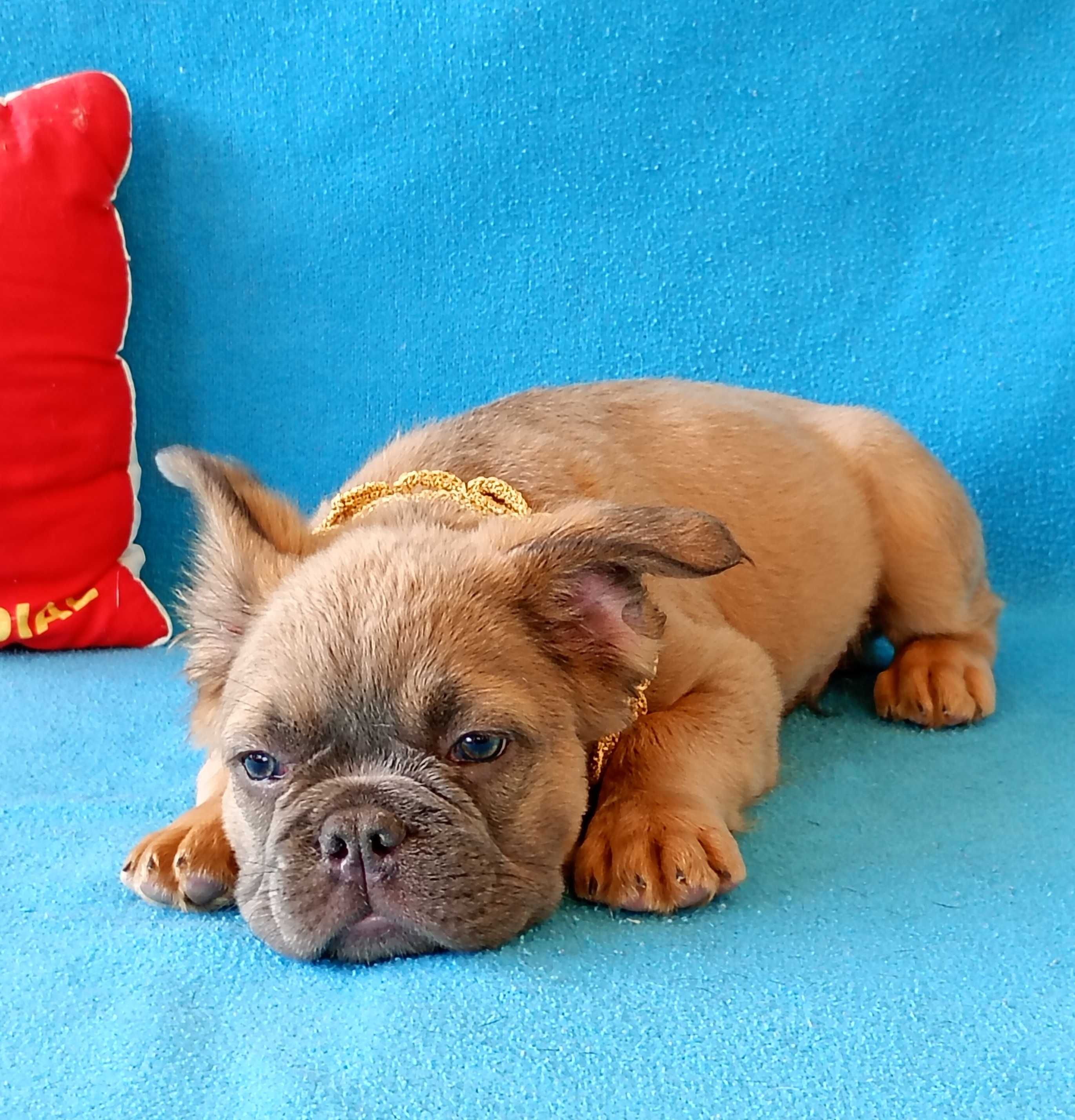 French Bulldog flaffi maco