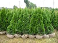 tuja szmaragd thuja smaragd UWAGA 1,5-1,7m-30zł slask dowozimy sadzimy