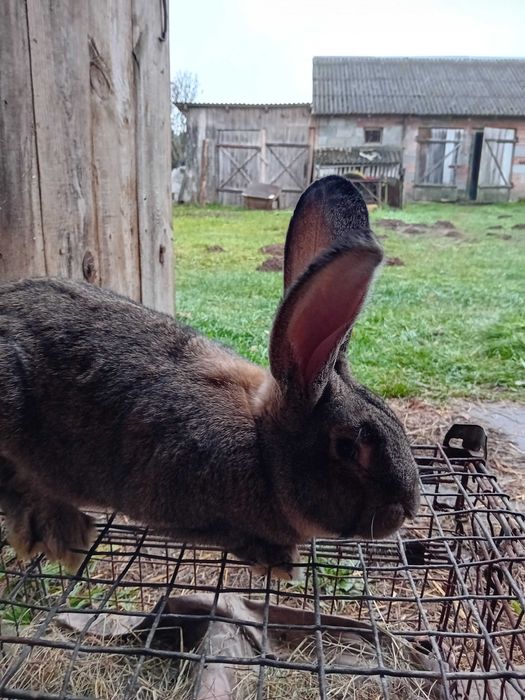 Króle  sprzedam samce samice