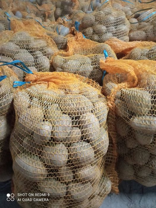 Ziemniaki żółte odmiany