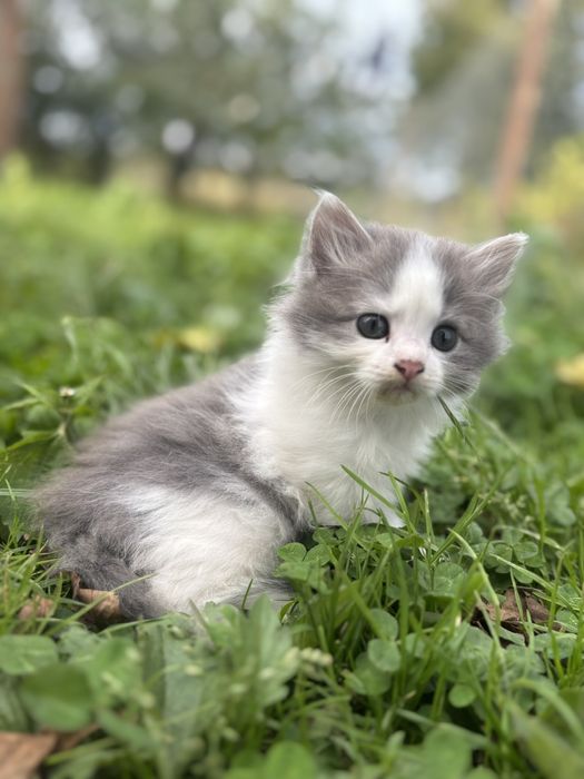 Кошенятко в добрі руки