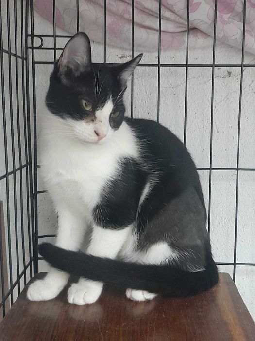 Gata Junior para adoção consciente