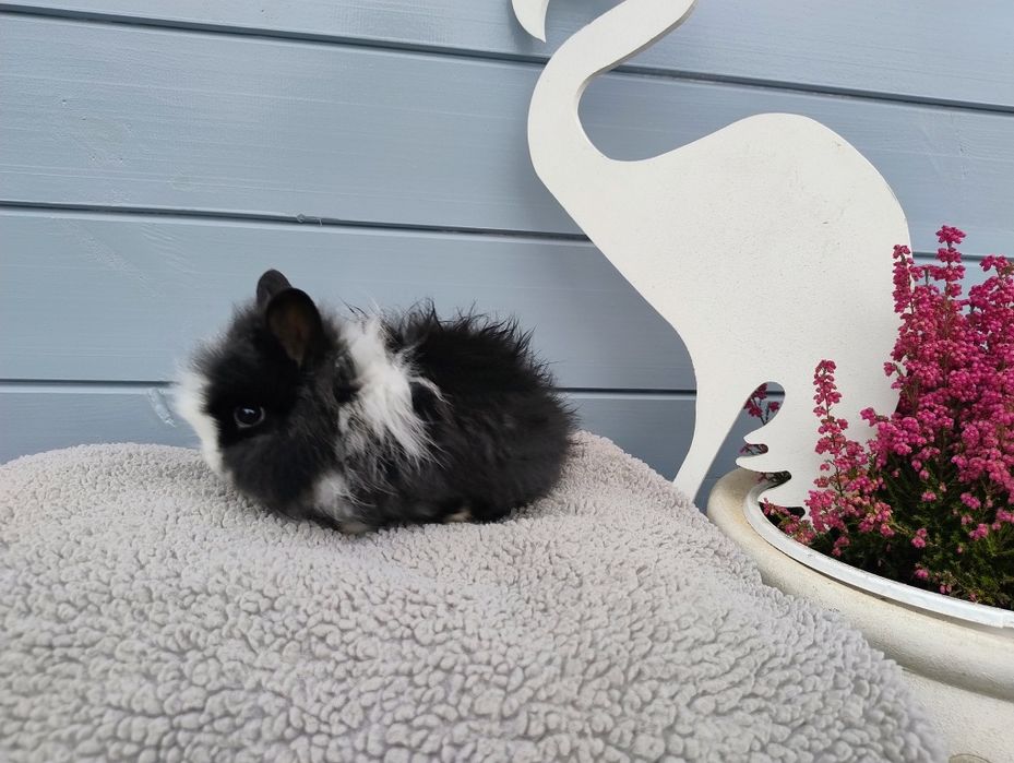 Sprzedam karzełka Teddy