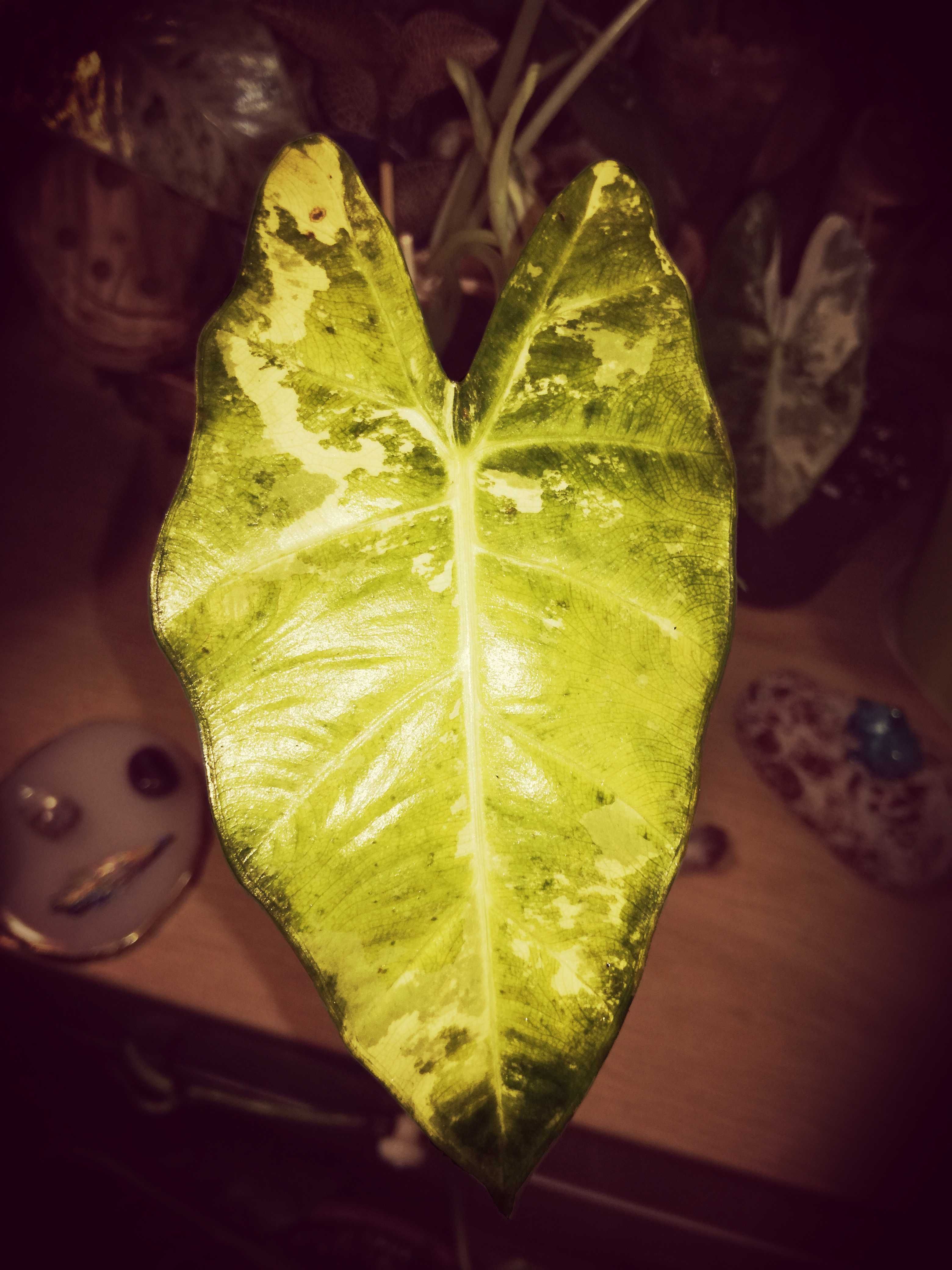 INTERNATIONAL Alocasia Frydek Gold Variegata Tricolor Złota bulwa phil