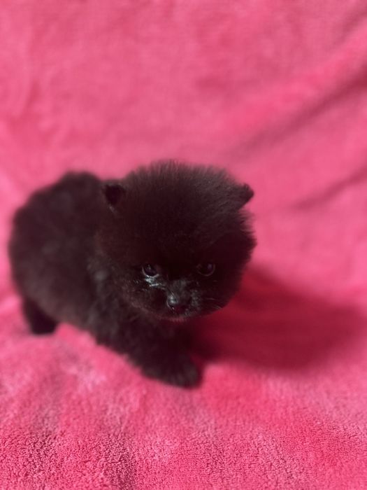 Померанчик хлопчик