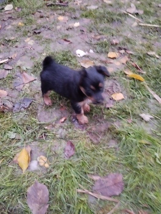 Oddam za darmo szczeniaki