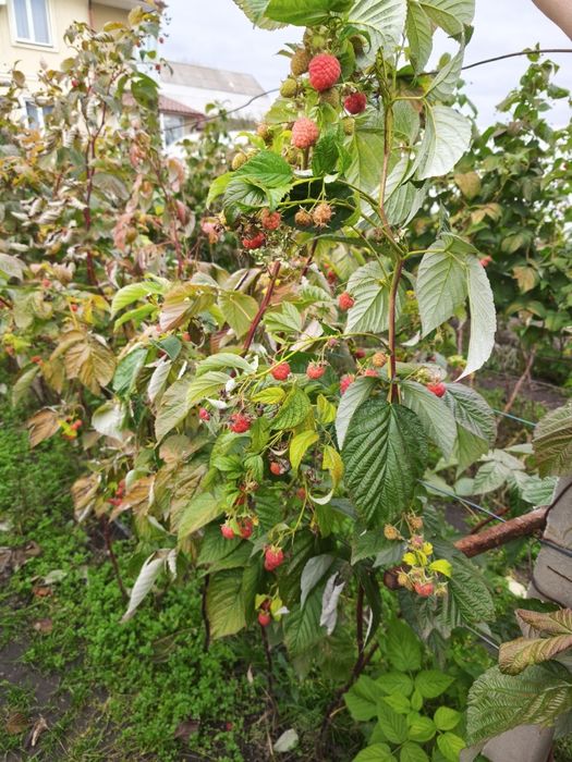 Саджанці малини ремонтантна