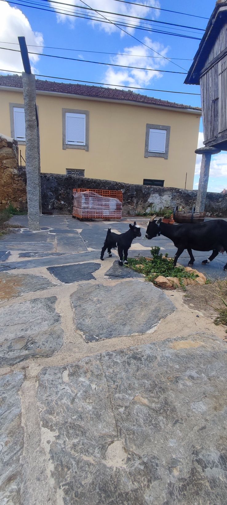 Cabras anas macho