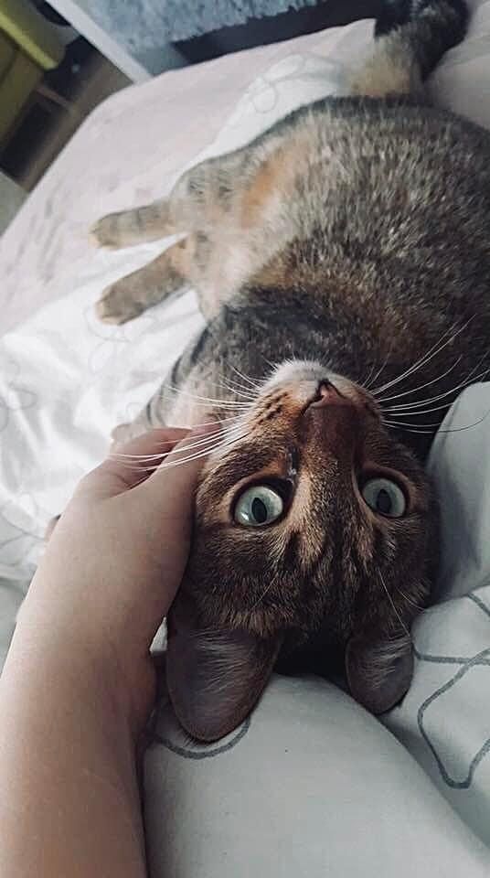 Kotek tomon szuka romu do adopcji