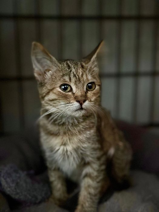 Кошеня в добрі руки кошеня безкоштовно котенок бесплатно добрые руки