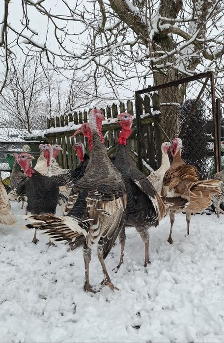 Indory, indyczki tegoroczne