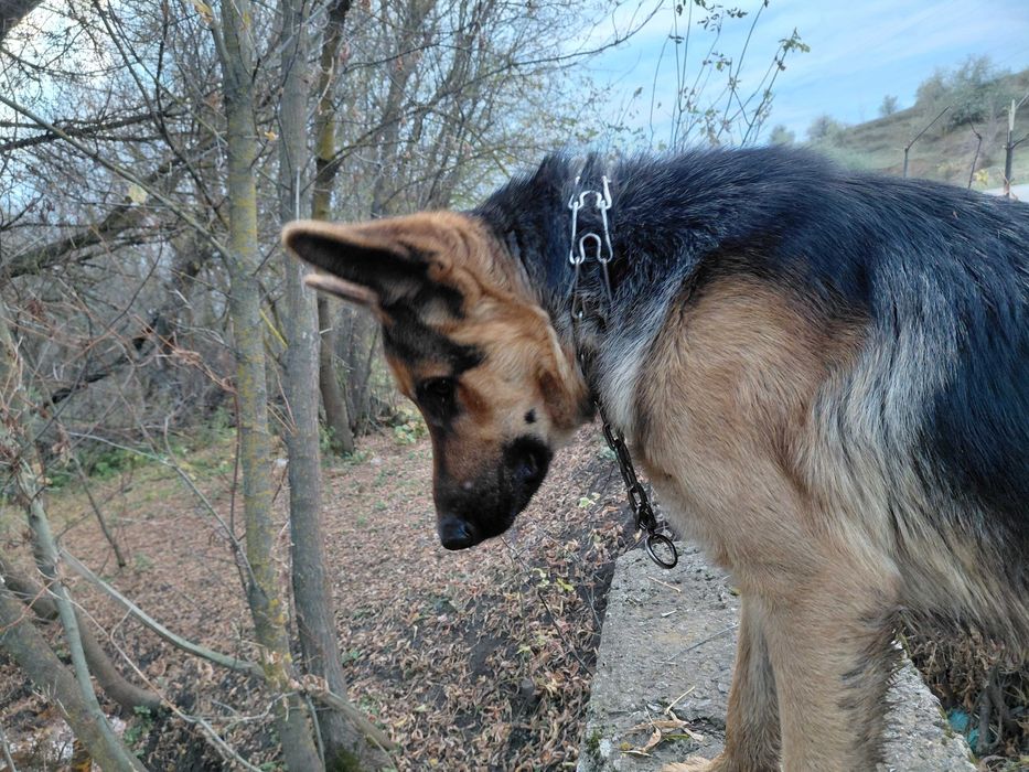 Отдам немецкую овчарку