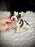 Yorkshire Terrier biewer suczka